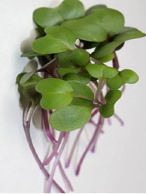 Sunflower Microgreens